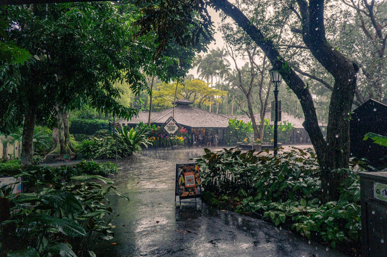 rain garden